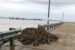 Chủ tịch UBND tỉnh Võ Ngọc Thành: 'Gia Lai xả chỉ mấy trăm m3/s thôi'