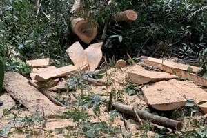 Truy đuổi 2 xe chở gỗ lậu, phát hiện 3 cây dổi trong rừng bị cưa hạ