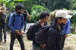 Lập trang trại trồng cần sa trái phép trên đỉnh núi