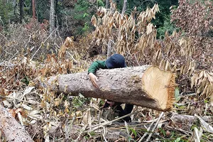 Khởi tố vụ rừng tự nhiên bị phá cạnh rừng trồng đang khai thác