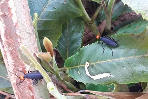 Ăn côn trùng lạ, 1 người chết, 2 người cấp cứu