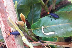 Bắt sâu ban miêu chiên ăn, 1 người chết, 3 người cấp cứu