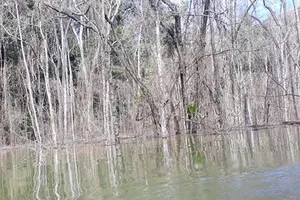 Nhiều đơn vị, cá nhân chịu trách nhiệm vụ thủy điện làm chết 25 ha rừng ở Kon Tum