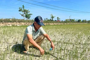 Ruộng đồng nứt nẻ, Phú Yên yêu cầu 3 nhà máy thủy điện xả nước