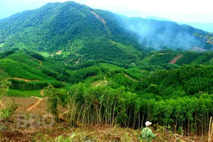 Bình Định: Kiểm tra chuyển nhượng 115 ha đất rừng của gia đình nguyên bí thư huyện 
