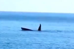 Cá voi tiếp tục xuất hiện, săn mồi trên vùng biển Phú Yên