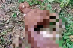 50 con trâu, bò bị chết do chó sói tấn công ở Điện Biên