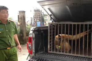 Đi làm rẫy, người dân ở Đắk Lắk bắt được con vật quý hiếm giao công an