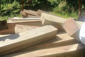 Lâm tặc phá tan rừng phòng hộ Sông Tranh