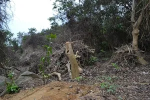 Tạm đình chỉ năm cán bộ kiểm lâm sau vụ xâm phạm rừng Sơn Trà