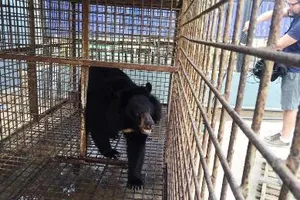 Doanh nghiệp tự nguyện chuyển giao một cá thể gấu ngựa 