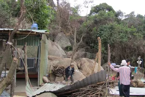 Khởi tố vụ án phá rừng tại Khu bảo tồn thiên nhiên Sơn Trà