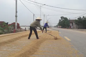 “Lúa bị nước lũ ngâm, nảy mầm hư hết rồi con ơi!“