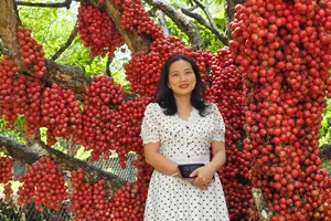 Vườn dâu da đỏ rực ở Gia Lai, thu hút hàng ngàn lượt khách đến check in