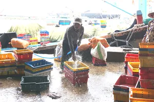 Chú thích hình ảnh: Ngư dân Bình Định tuân thủ quy định khai báo trước 1 giờ khi cho tàu ra vào bến. 