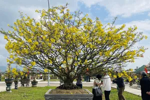 Thủ phủ mai vàng Bình Định rực rỡ hội hoa xuân