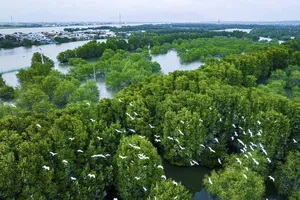 Chèo Sup chiêm ngưỡng vẻ đẹp hút hồn của rừng ngập mặn lớn nhất ở Bình Định