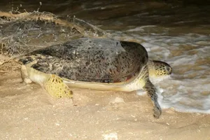 Ngư dân Bình Định thả đồi mồi nặng 6kg bị mắc lưới về với biển