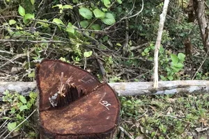 Khởi tố vụ án để điều tra vụ hơn 200 cây gỗ rừng phòng hộ bị hạ