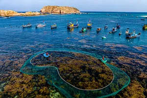 Khám phá rừng rong mơ đẹp như tranh ở làng chài Nhơn Hải