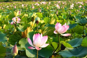 Cánh đồng sen ở Bình Định thu hút đông đảo người dân tới check-in