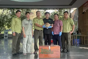 Chuyên gia cứu hộ tiếp nhận tê tê đưa về vườn quốc gia Cúc Phương