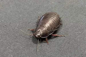 Một con gián ăn gỗ thuộc loài Panesthia lata. Ảnh: SPUTNIK