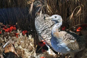 Chim ô tác lớn biết tự dùng 'thảo dược' để chữa bệnh cho mình