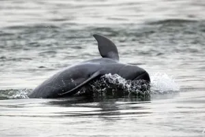 Thủ tướng Hun Sen ra lệnh thành lập khu bảo tồn trên sông Mekong để bảo vệ cá heo nước ngọt Irrawaddy