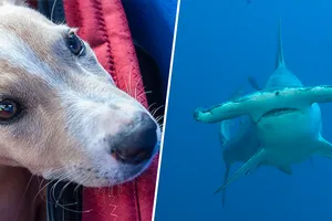 Chó tấn công cá mập đầu búa. Ảnh: YAHOO NEWS