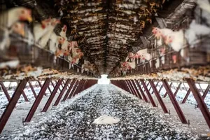 Biết gì về cúm H5N1 và khả năng lây nhiễm cho con người 