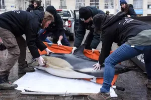 Báo động tình trạng cá heo chết dạt vào các bãi biển của Pháp