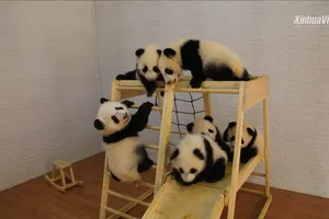 6 chú gấu trúc con vui đùa tại một cơ sở nhân giống ở tỉnh Thiểm Tây, Trung Quốc. Ảnh: TÂN HOA XÃ