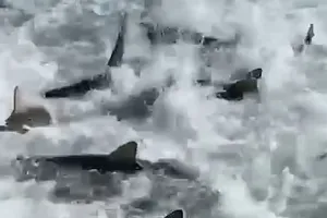 VIDEO: Cá mập 'điên cuồng' săn mồi