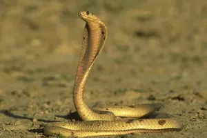 Phát hiện rắn hổ mang dưới ghế ngồi phi công, máy bay hạ cánh khẩn cấp