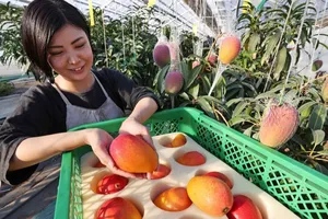 Bí quyết đằng sau những quả xoài đắt hơn 5 triệu đồng