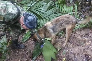 4 trẻ em sống sót kỳ diệu sau 2 tuần máy bay rơi giữa rừng Colombia 