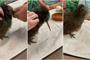 Sở thú ở Mỹ xin lỗi vì để khách tham quan... vuốt ve quốc điểu của New Zealand