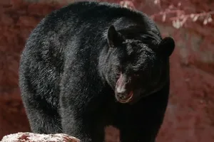 VIDEO: Gấu đen ngang nhiên 'trộm' 60 cái bánh nướng giữa ban ngày