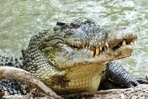Một con cá sấu nước mặn. Ảnh: ISTOCK