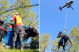 VIDEO: Bò bị gãy chân do đánh nhau với đồng loại được 'bay' đến nơi an toàn
