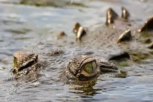 Phát hiện cá sấu đầu tiên sinh con mà không cần con đực 