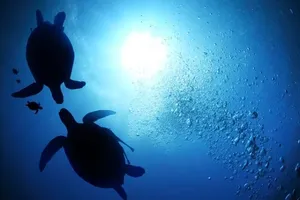 Liên Hợp Quốc thông qua hiệp ước lịch sử về các vùng biển quốc tế 