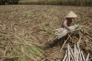 El Niño đã quay lại, sẽ đáng ngại hơn?