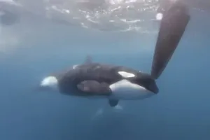 Bầy cá voi sát thủ tấn công nhóm đua thuyền trên biển Địa Trung Hải hôm 22-6. Ảnh: AP