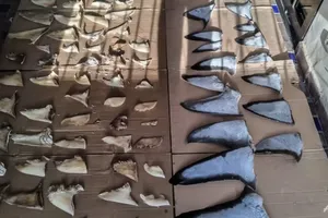 Panama thu giữ 6 tấn vây cá mập