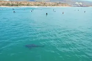 VIDEO: Thót tim cảnh cá mập trắng lớn bơi cùng những người lướt sóng 