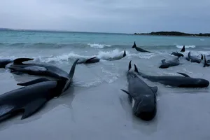 VIDEO: Hơn 70 con cá voi hoa tiêu mắc cạn trên bờ biển