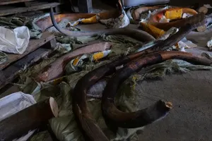 VIDEO: Nga thu giữ hơn 1,5 tấn ngà voi ma mút