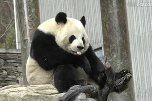 VIDEO: Hiếm thấy cảnh gấu trúc nấc cụt